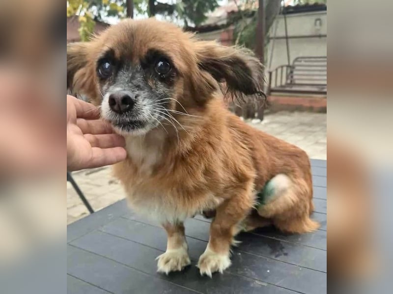 Lilo - klein, dankbar und verkuschelt