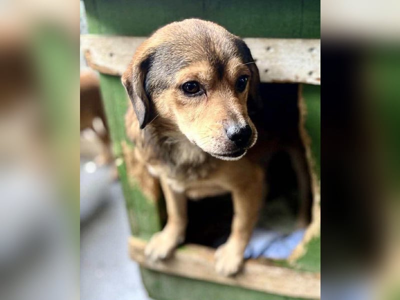 Rocky – kleine Knutschkugel