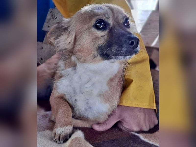 Kleine Frida – 6 kg Liebe auf vier Pfoten