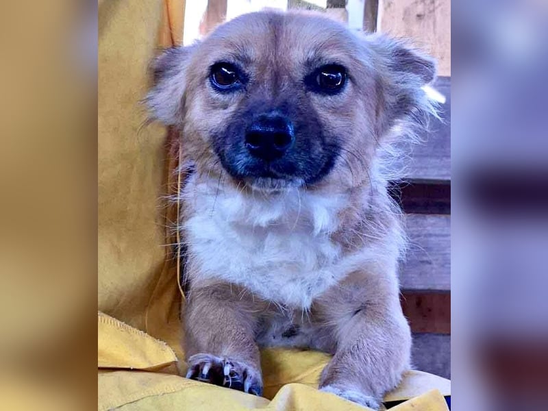 Kleine Frida – 6 kg Liebe auf vier Pfoten