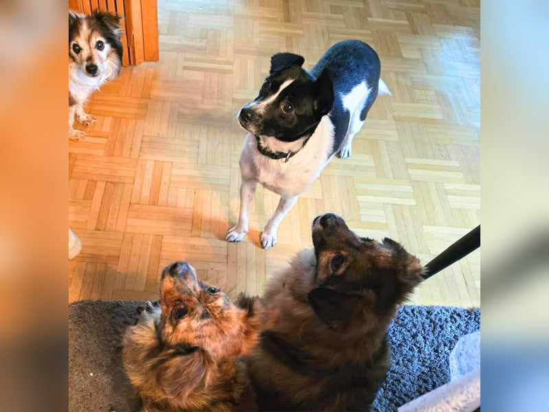 Kleine Junghündin Sunny - sonnige Gefährtin
