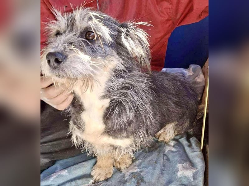 Lilly - zuckersüße Strubbelmaus