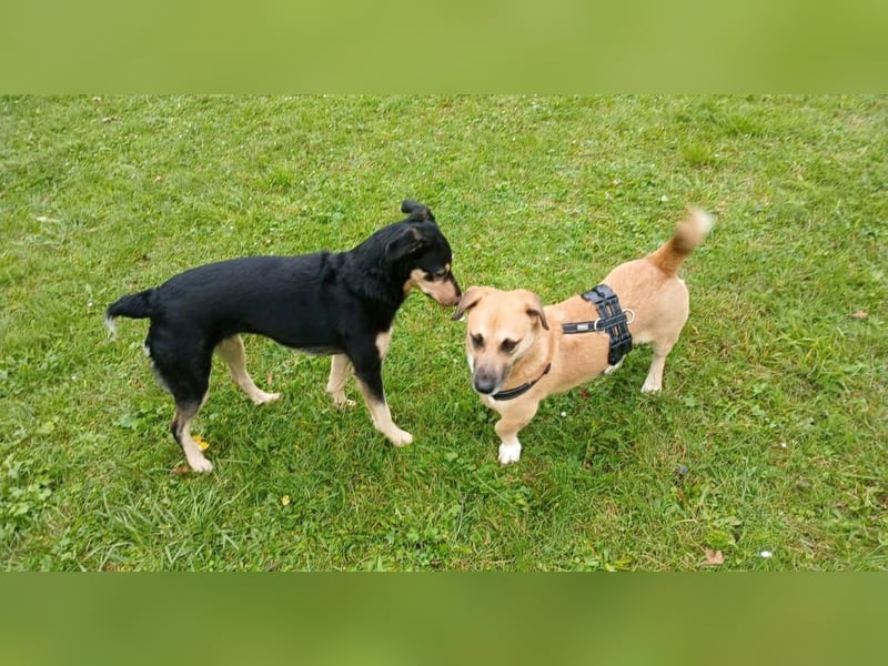 Strolch sucht sein Zuhause