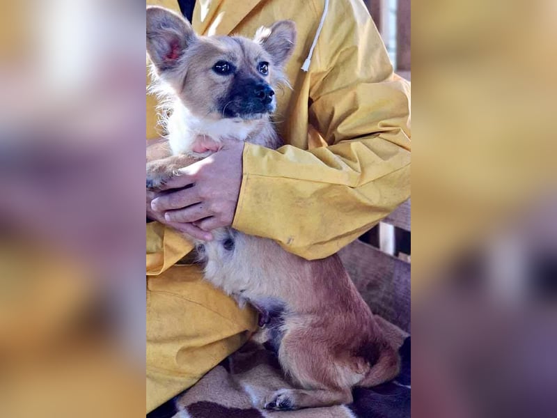 Kleine Frida – 6 kg Liebe auf vier Pfoten