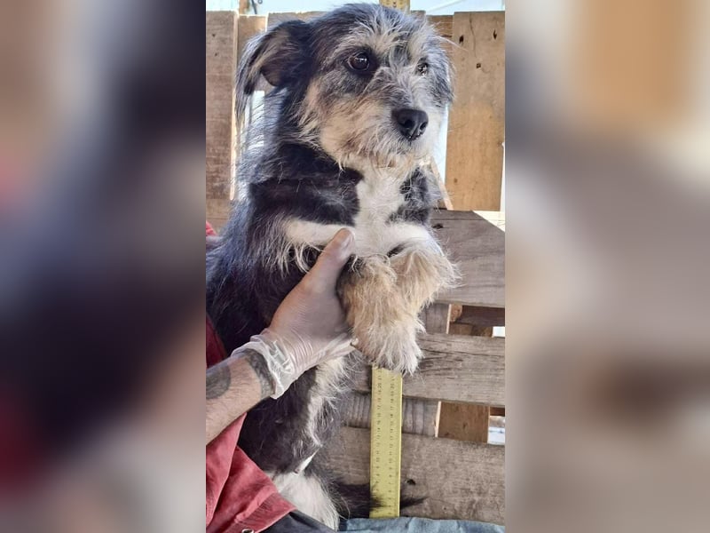 Lilly - zuckersüße Strubbelmaus