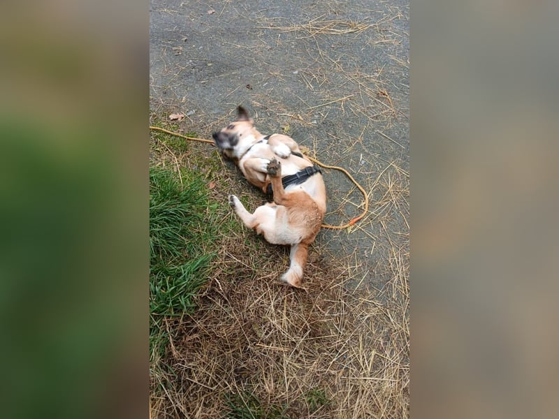 Strolch sucht sein Zuhause