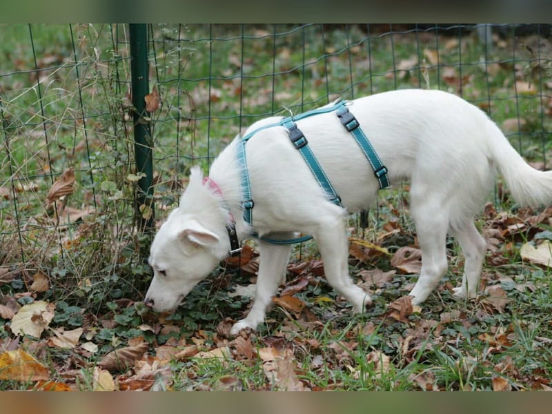 Schneeflöckchen Orla sucht ihr Glück!