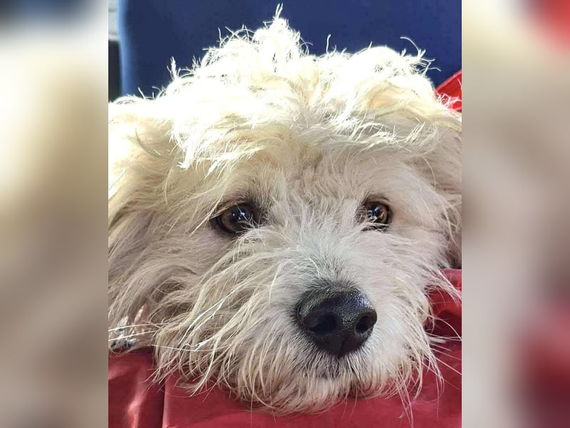 Leon – kleiner Hundejunge mit Charme Leon – kleiner Hundejunge mit Charme