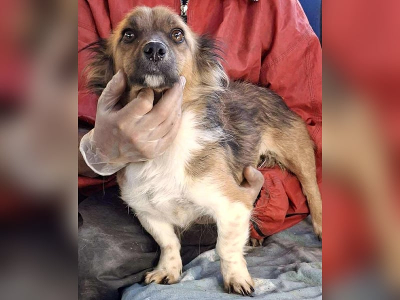 Mina - freundliche Schmusemaus