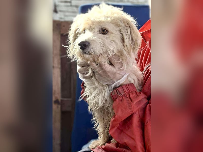 Leon – kleiner Hundejunge mit Charme Leon – kleiner Hundejunge mit Charme