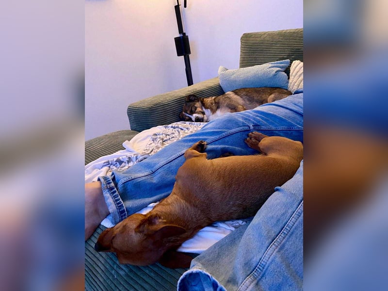Ich bin Izzy - deine zukünftige Sofa-Partnerin mit Fell!
