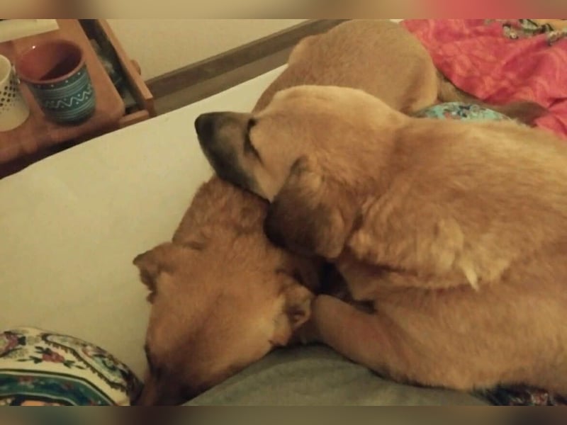 Strolch sucht sein Zuhause