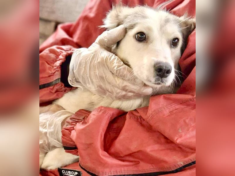 Lora – sanfte Maus braucht ruhiges Nest Lora – sanfte Maus braucht ruhiges Nest