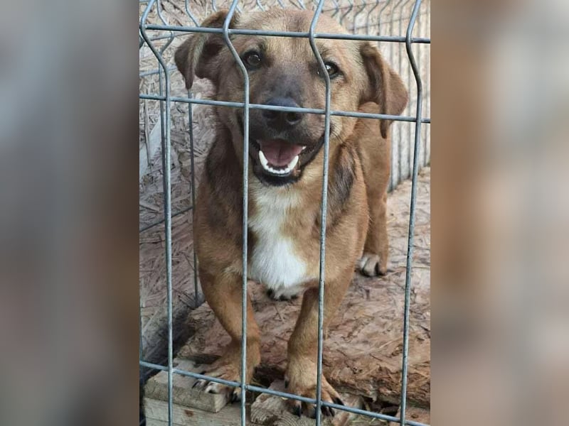 Spiky - süßer kleiner Dackel-Mix Spiky - süßer kleiner Dackel-Mix