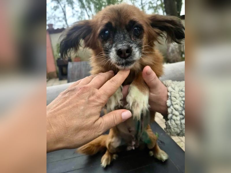 Lilo - klein, dankbar und verkuschelt