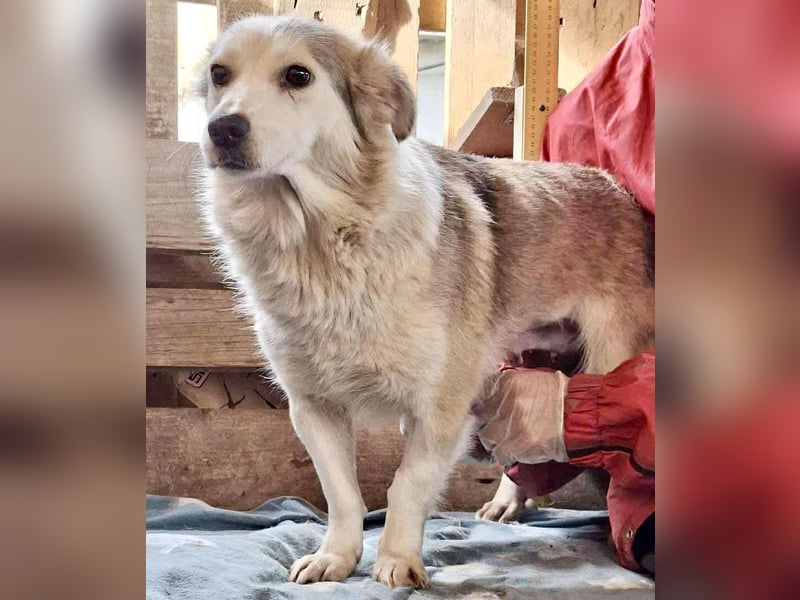 Lora – sanfte Maus braucht ruhiges Nest Lora – sanfte Maus braucht ruhiges Nest