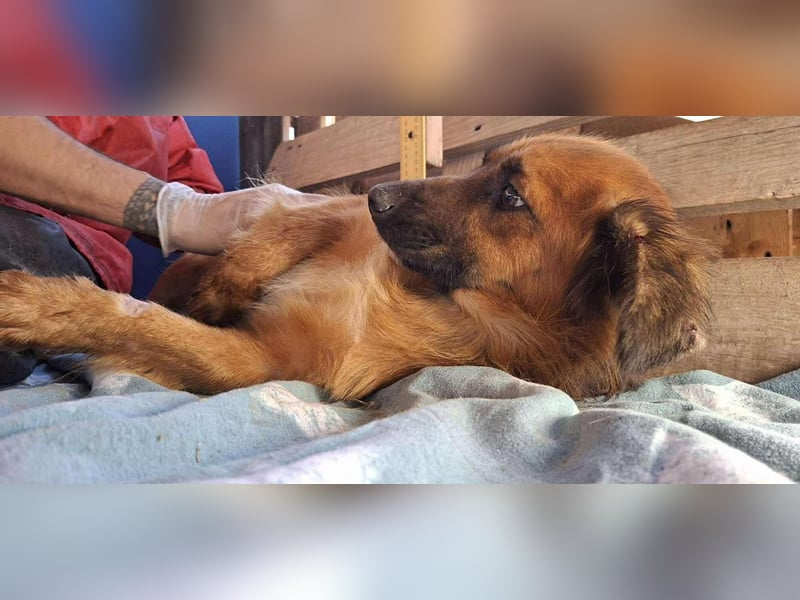 Felix sucht dringend seine Menschen