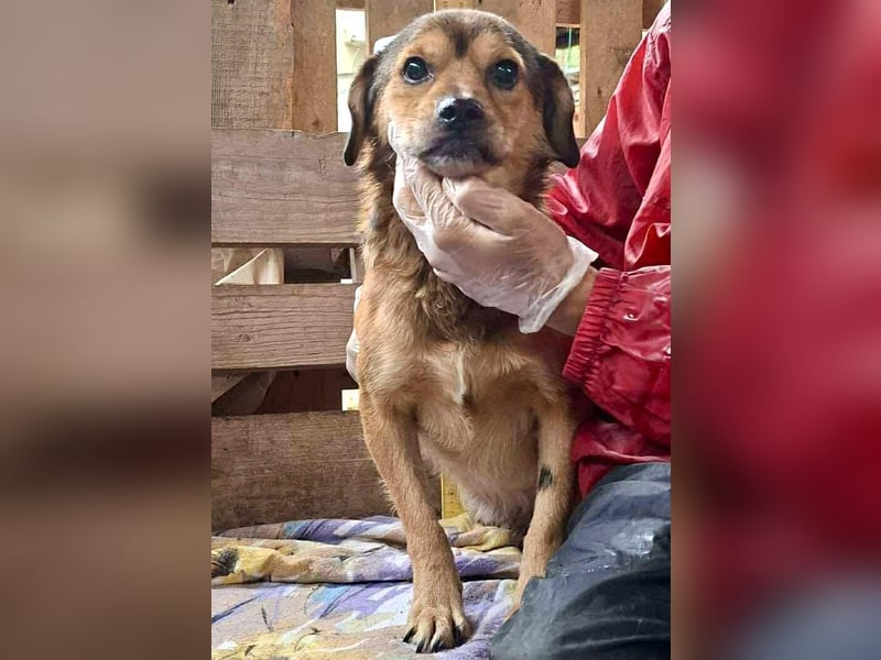 Rocky – kleine Knutschkugel