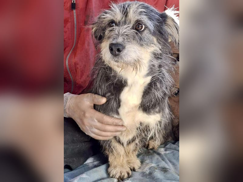 Lilly - zuckersüße Strubbelmaus