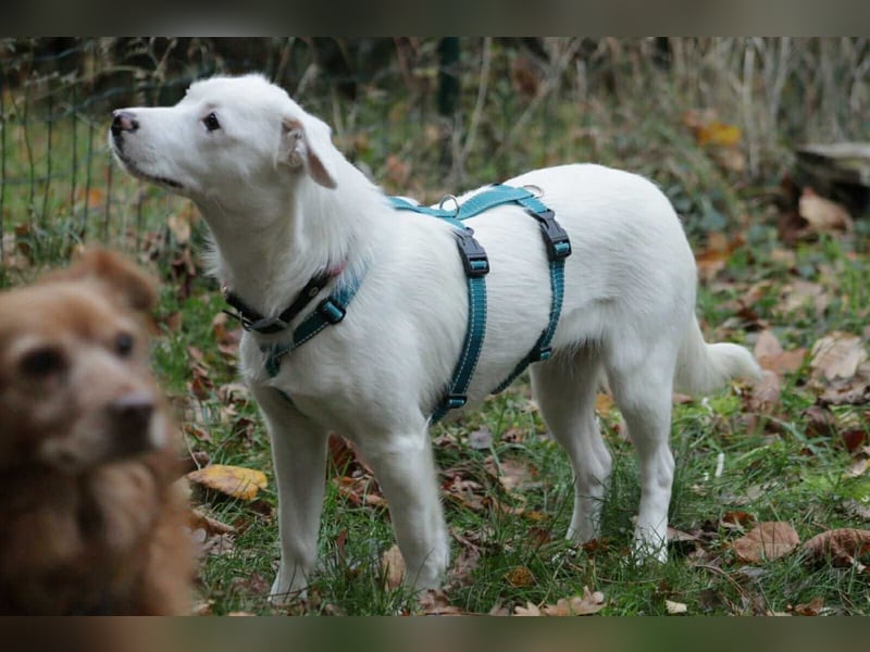 Schneeflöckchen Orla sucht ihr Glück!