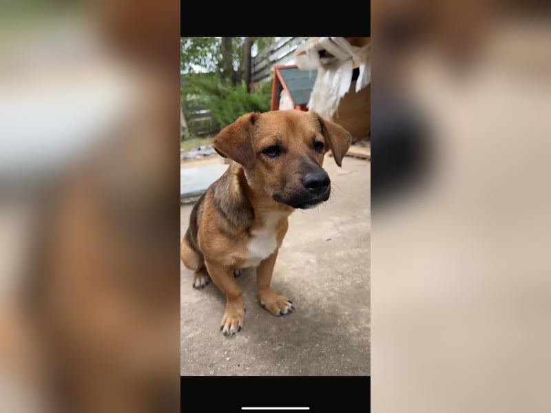 Spiky - süßer kleiner Dackel-Mix Spiky - süßer kleiner Dackel-Mix