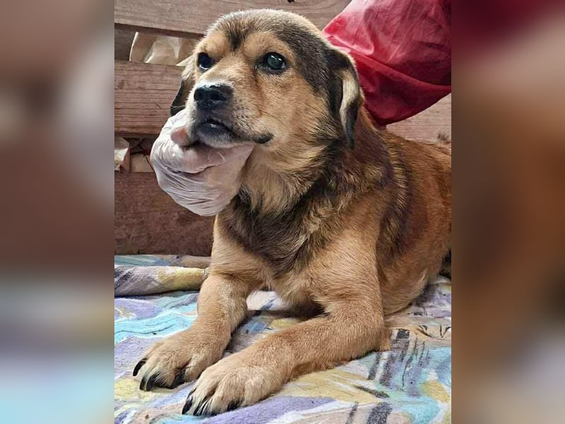 Rocky – kleine Knutschkugel