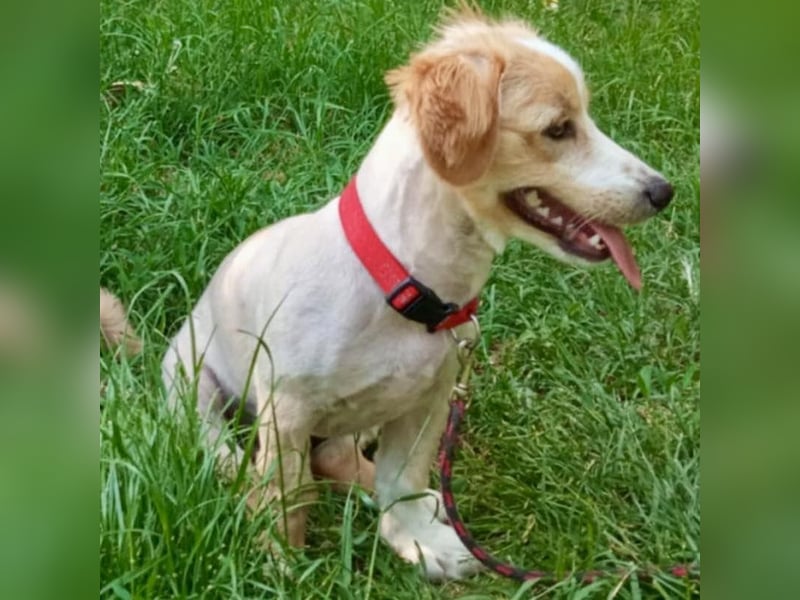 Milan – 7 Monate junger Kurzbein-Charmeur