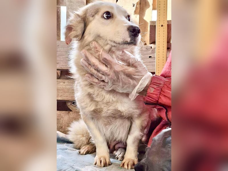 Lora – sanfte Maus braucht ruhiges Nest Lora – sanfte Maus braucht ruhiges Nest