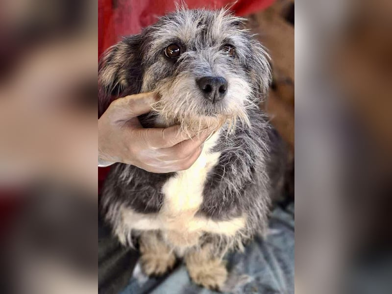 Lilly - zuckersüße Strubbelmaus