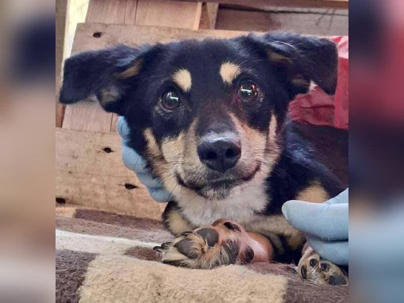 Junghund Frodo – kleiner Pfötchengeber & großer Schmuser
