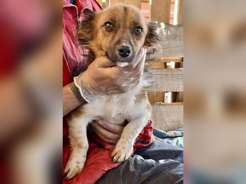 Mina - freundliche Schmusemaus