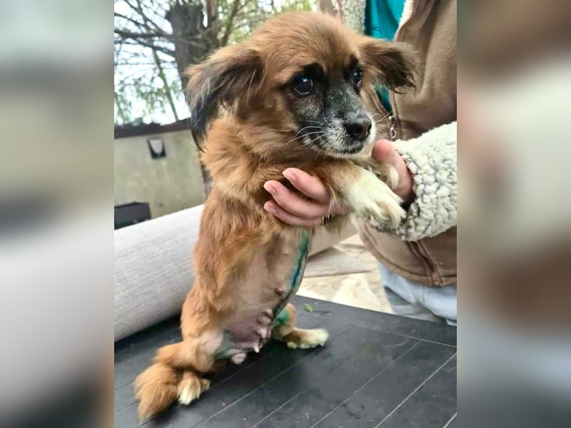 Lilo - klein, dankbar und verkuschelt