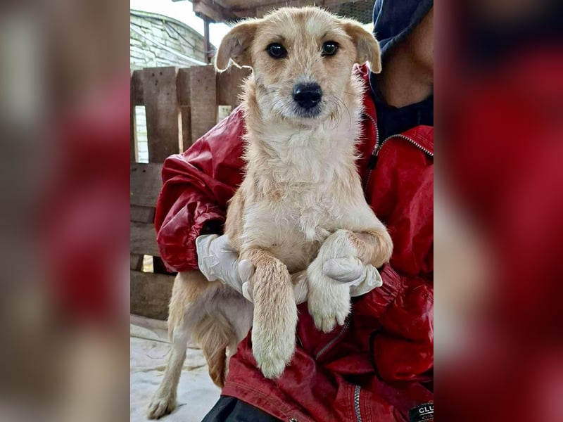 Frida - verschmust & freundlich