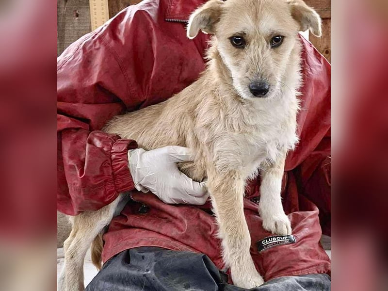 Frida - verschmust & freundlich