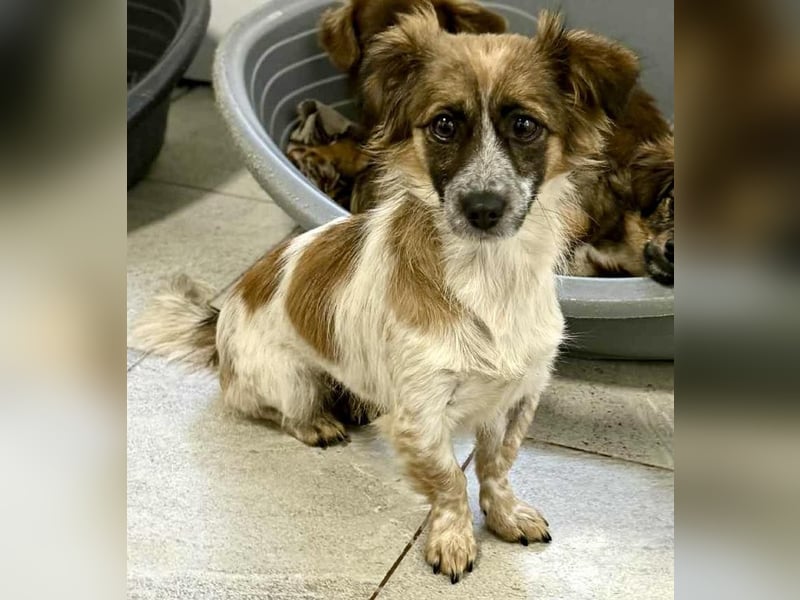 Nori - freundlich & katzenverträglich