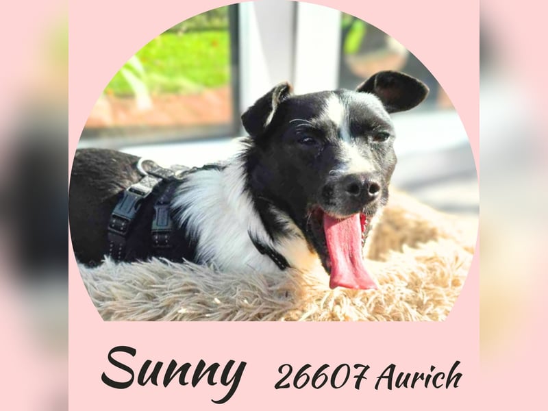 Kleine Junghündin Sunny - sonnige Gefährtin