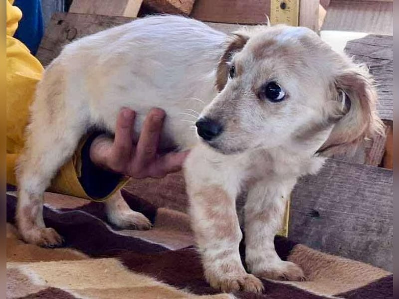 Freya – kleinbleibendes Hundekind zum Dahinschmelzen