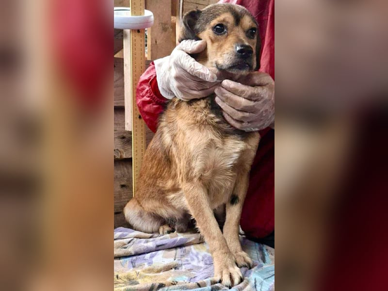 Rocky – kleine Knutschkugel