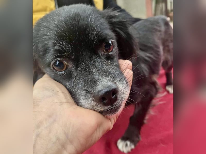 Gisa - zuckersüß, lieb & dankbar