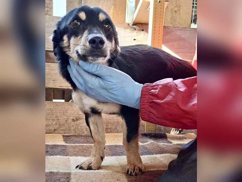 Junghund Frodo – kleiner Pfötchengeber & großer Schmuser