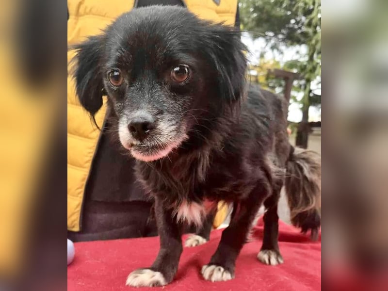 Gisa - zuckersüß, lieb & dankbar