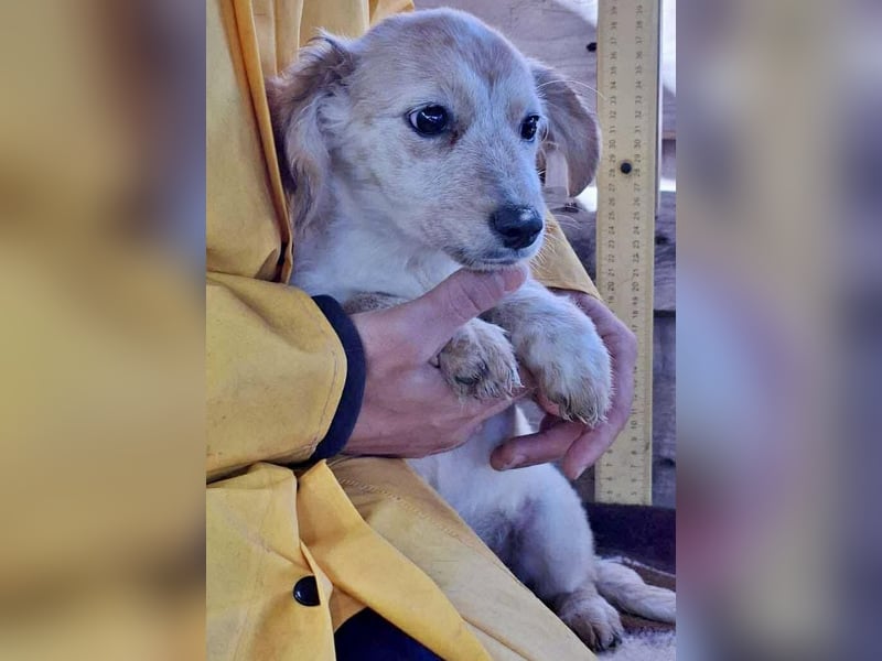 Freya – kleinbleibendes Hundekind zum Dahinschmelzen