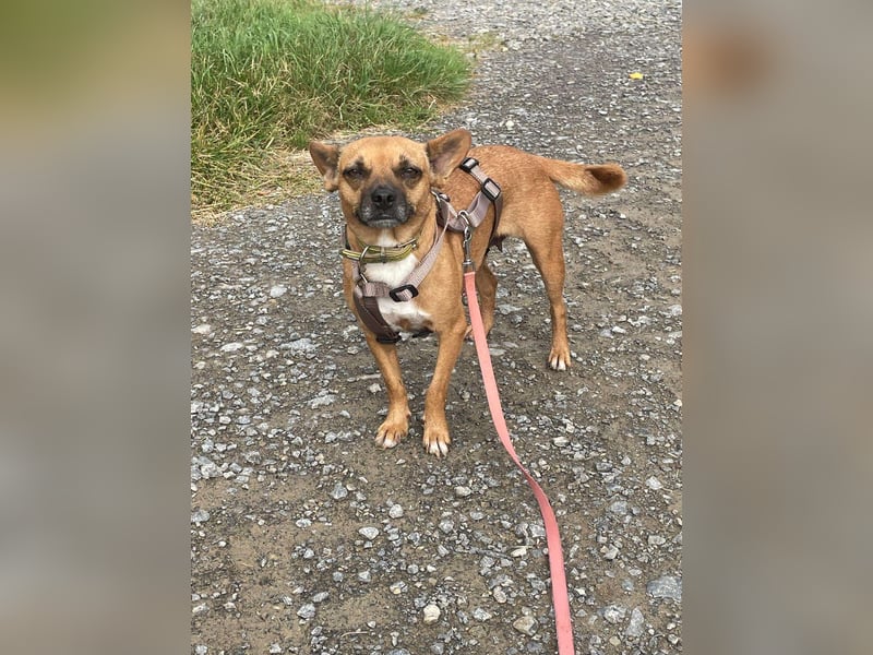 Kleine Nelly sucht Herz & Sofa