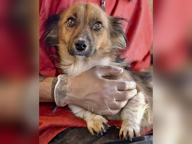 Mina - freundliche Schmusemaus