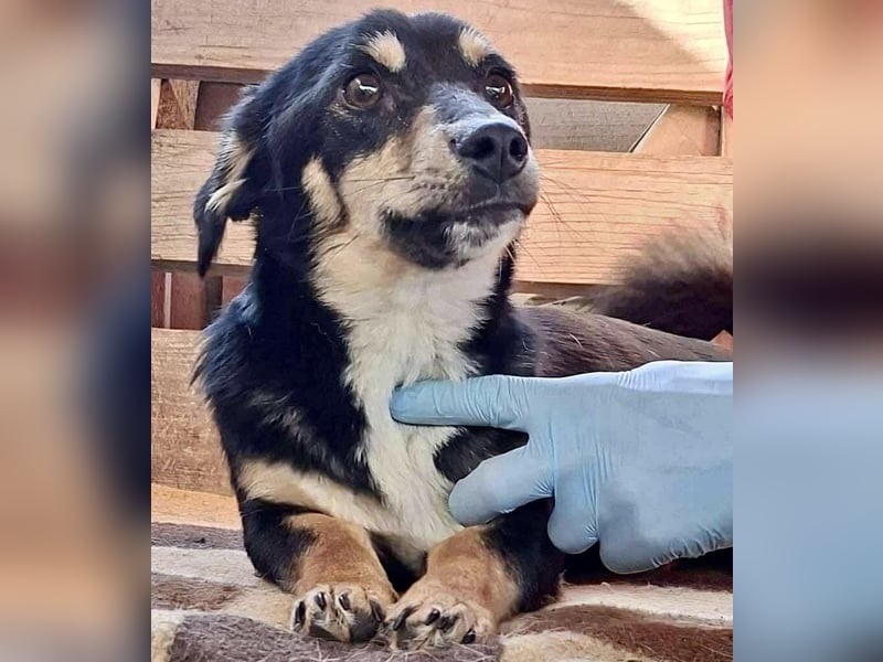 Junghund Frodo – kleiner Pfötchengeber & großer Schmuser