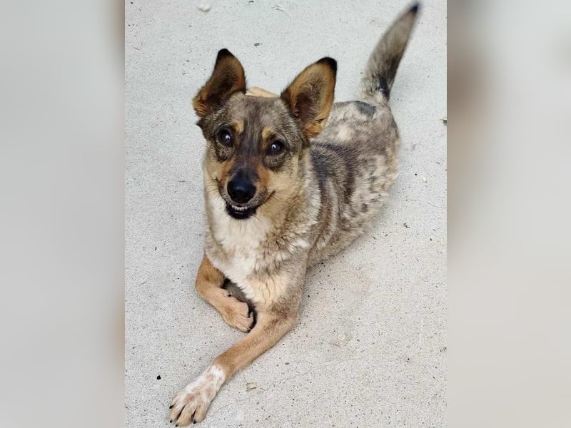 Susi - liebevolle Schmuserin