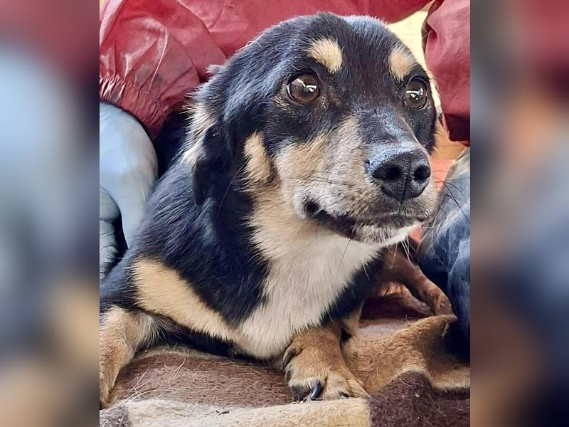 Junghund Frodo – kleiner Pfötchengeber & großer Schmuser