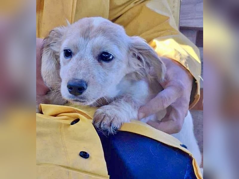 Freya – kleinbleibendes Hundekind zum Dahinschmelzen