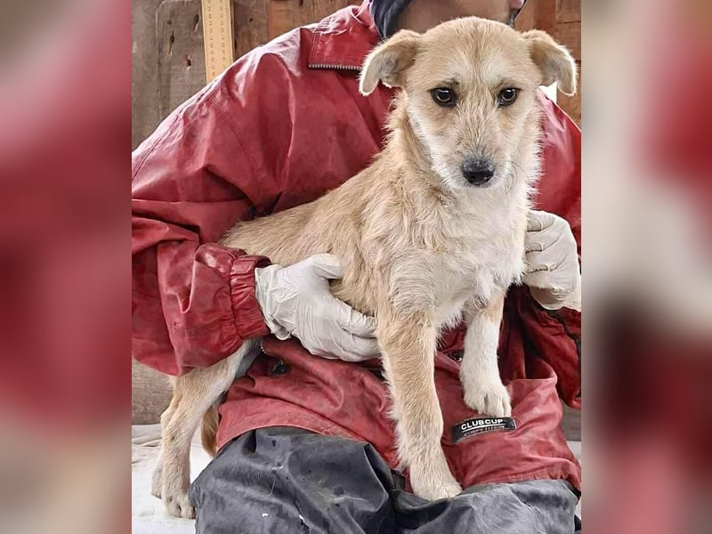 Frida - verschmust & freundlich