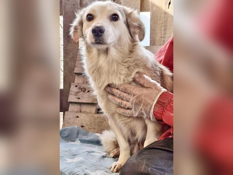 Lora – sanfte Maus braucht ruhiges Nest Lora – sanfte Maus braucht ruhiges Nest